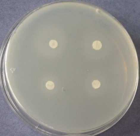 1: Methylparaben 3.