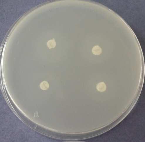 Methylparaben 5.