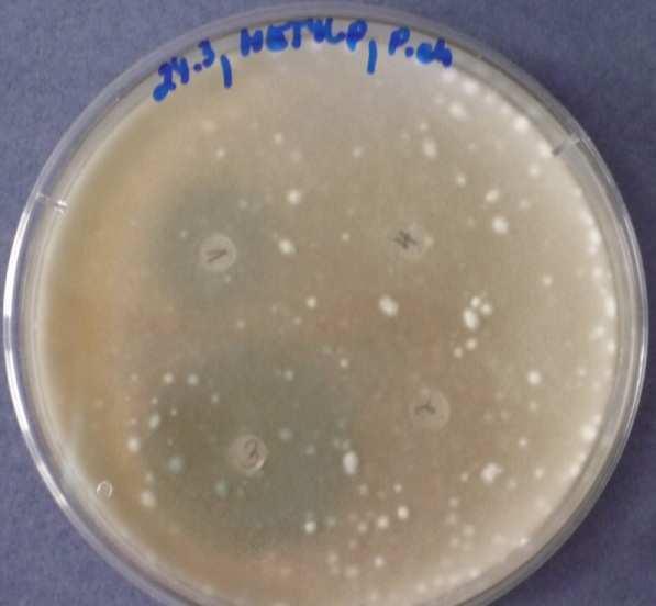 4: Methylaparben 10.