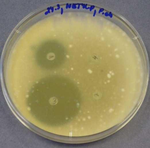 - Penicillium chrysogenum Obr. 9.3.