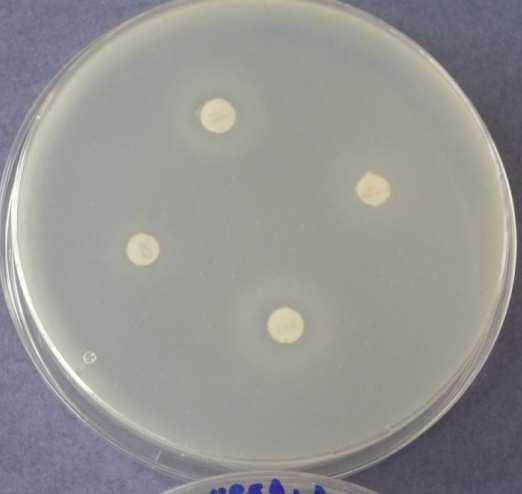 den - 9: Imidazolidinylurea 7.