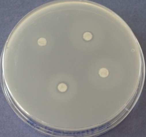 den - Bacillus 14: Bronopol