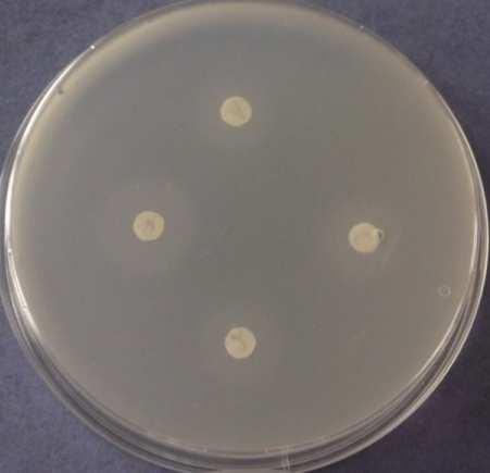 Bacillus subtilis Obr. 9.