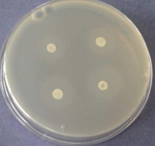 den - Bacillus 26: