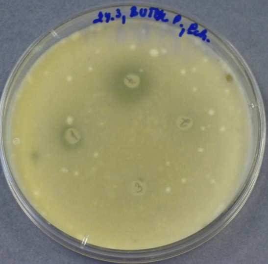 - Penicillium chrysogenum Obr. 9.3.