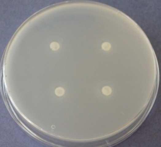 Bacillus subtilis Obr. 9.4.