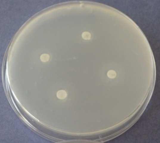 den - 2: Eukalyptus 5.