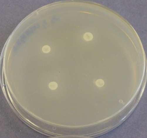 den - Bacillus subtilis Obr. 9.4.