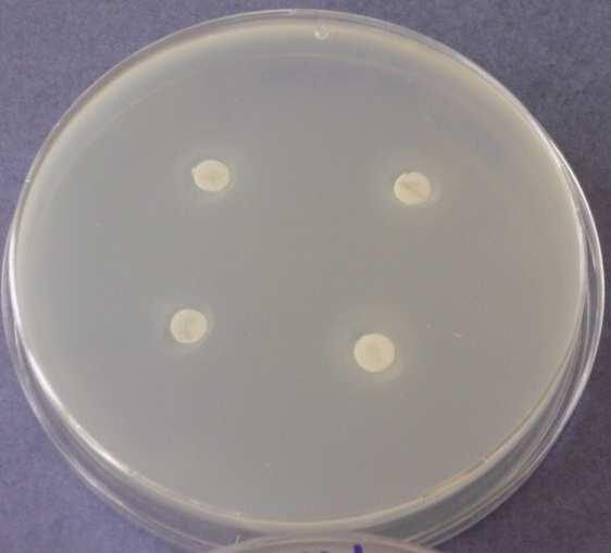 0,5 % a 0,7 % - pokr. 4) MÁTA - Bacillus subtilis Obr. 9.4.13: Máta 3.