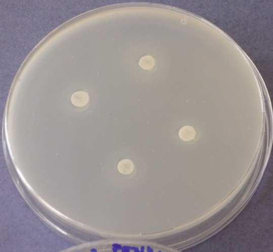den - Bacillus subtilis Obr. 9.4.