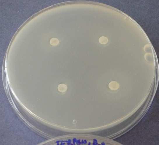 25: Terpentýn 3. den - Bacillus subtilis Obr.
