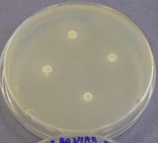den - Bacillus subtilis