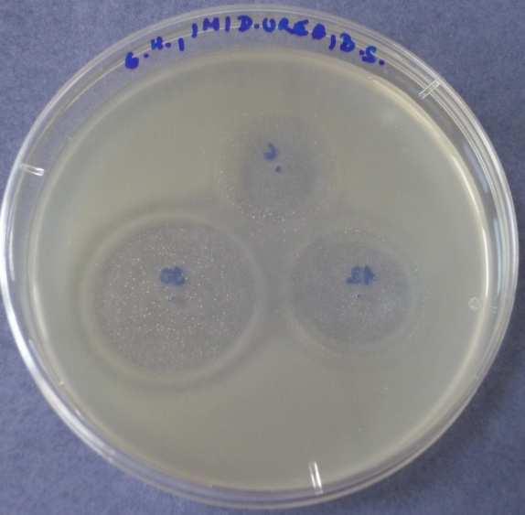 1: Imidazolidinylurea 3.