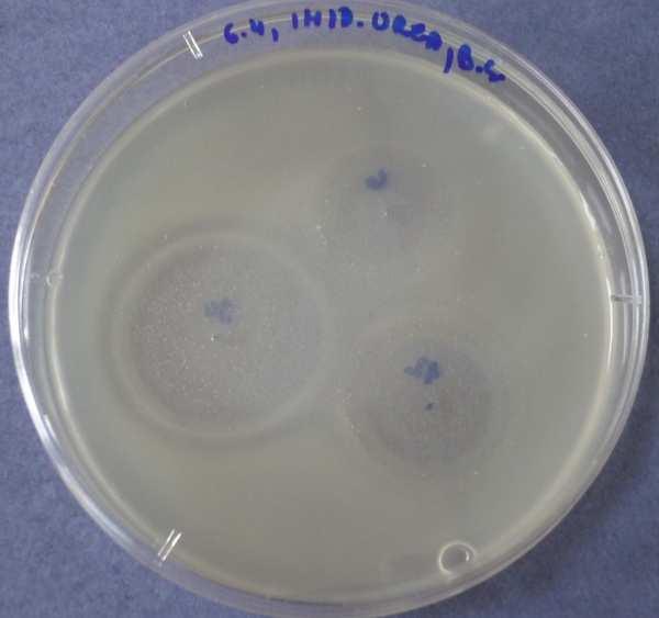 Imidazolidinylurea 5.