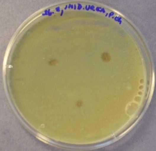 IMIDAZOLIDINYLUREA - Penicillium