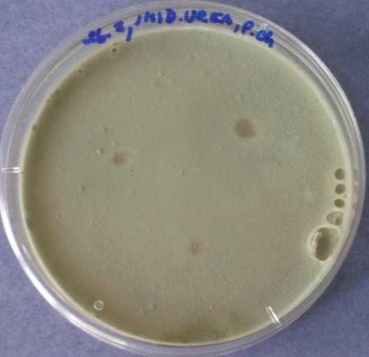 7. den - Penicillium