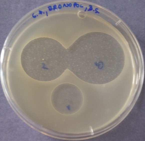 den - Bacillus