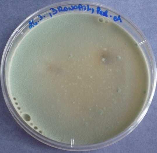 den - Penicillium 14: