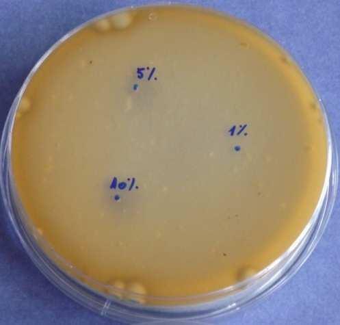 den - Penicillium 15: