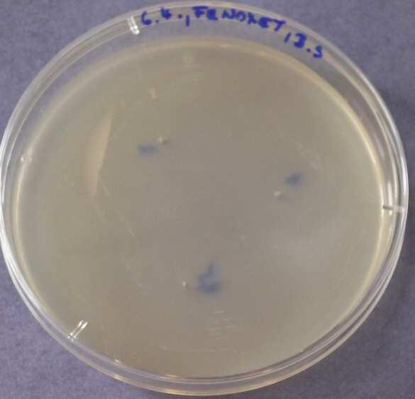 den - Bacillus subtilis