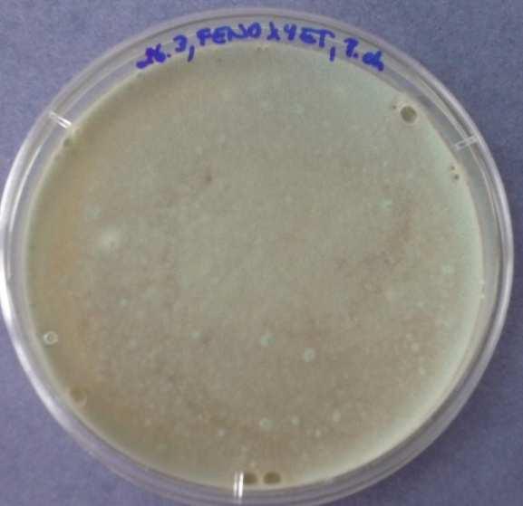 20: Fenoxyethanol 10.