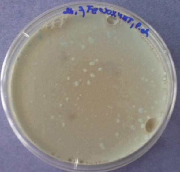 Penicillium chrysogenum