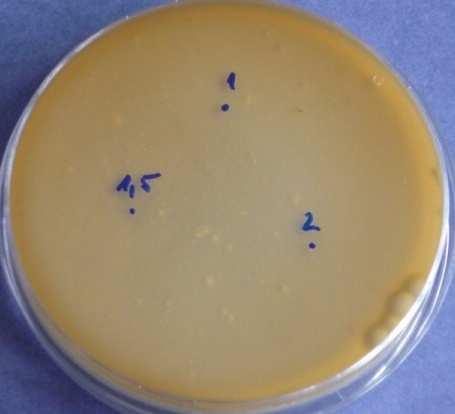 den - Penicillium