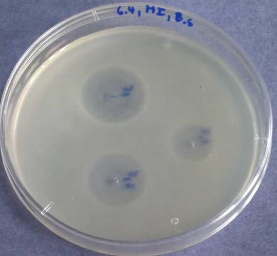 (Ultracide MI 09) - Bacillus