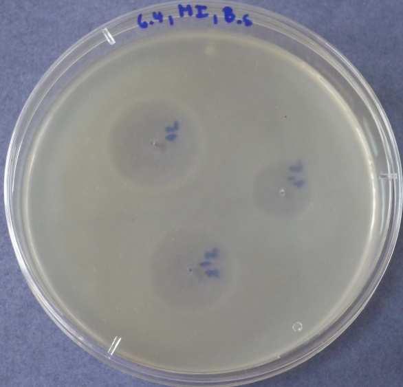 25: Methylisothiazolinon 3.