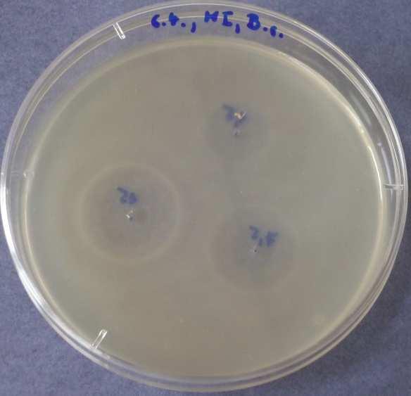 Methylisothiazolinon 5.