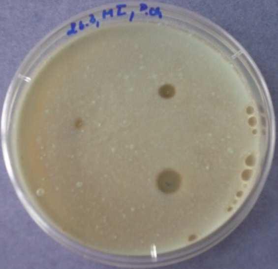 den - Bacillus subtilis 8)