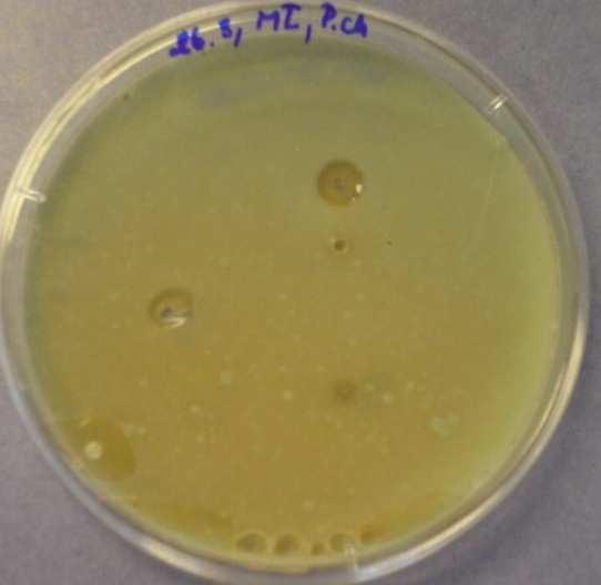 (Ultracide MI 09) -