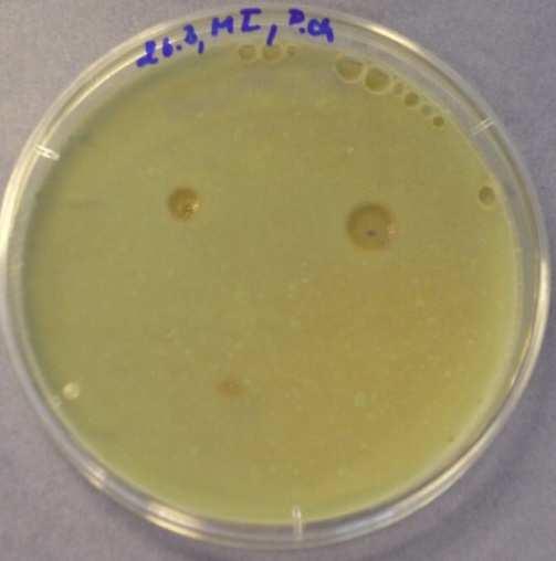 5.29: Methylisothiazolinon 3.
