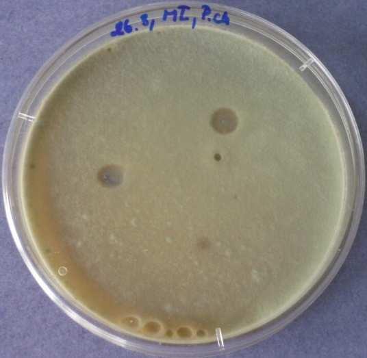den - Penicillium chrysogenum