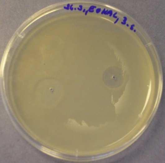 aplikované na Penicillium chrysogenum -