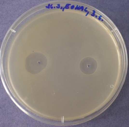 Bacillus subtilis Obr. 9.6.