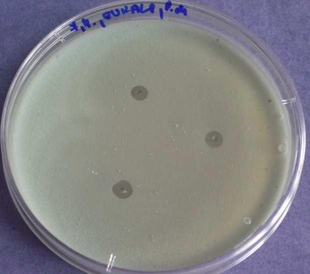 2: Eukalyptus 5. den Obr. 9.6.