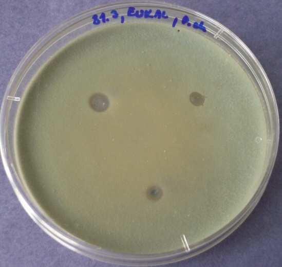 aplikované na Penicillium chrysogenum -