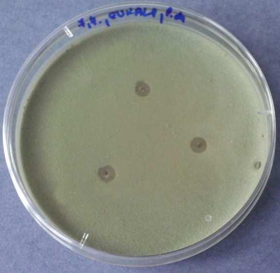 silice; Čistá silice aplikovaná na Bacillus