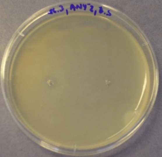 silice aplikované na Penicillium