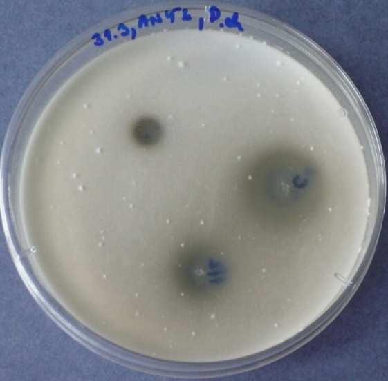 den 4) ANÝZ - Penicillium