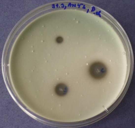 silice aplikované na Penicillium
