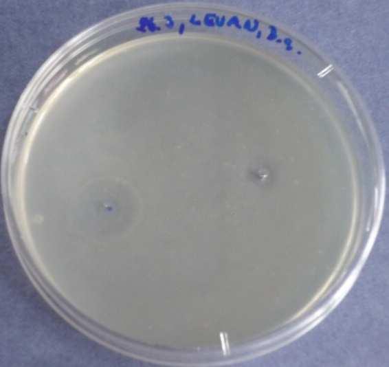 aplikované na Penicillium chrysogenum - ředění