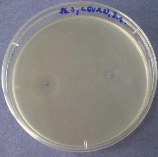 Čistá silice aplikovaná na Bacillus subtilis -