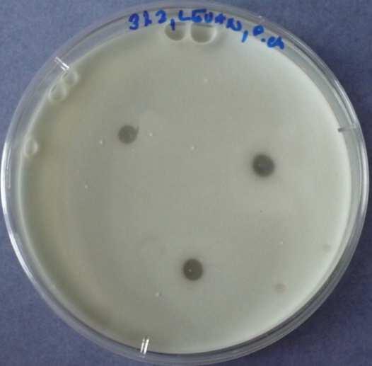 den 6) LEVANDULE - Penicillium chrysogenum a)