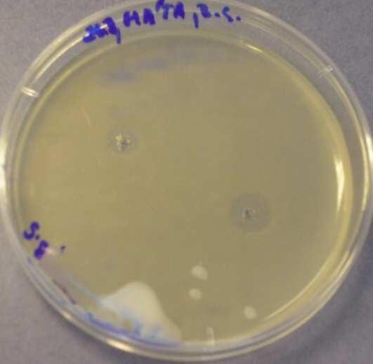 silice aplikované na Penicillium