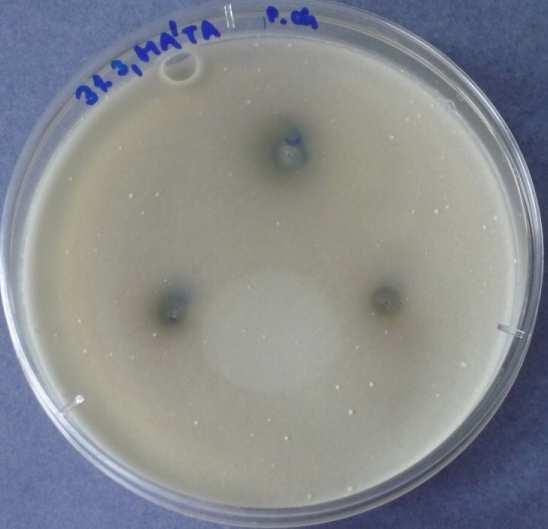 den 8) MÁTA - Penicillium