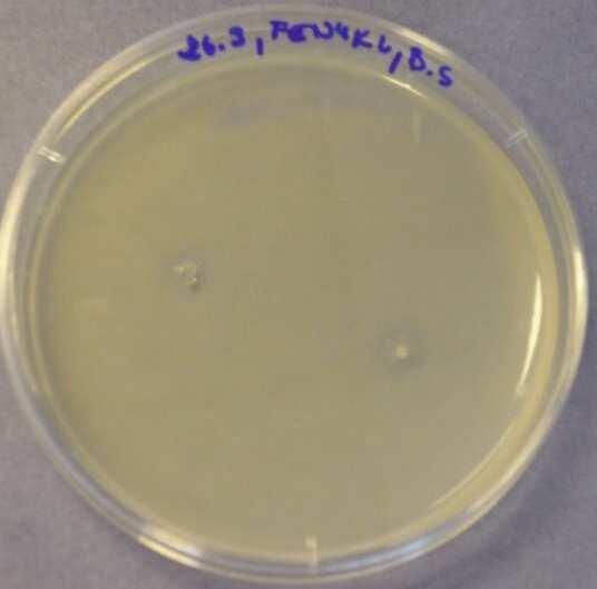 Penicillium chrysogenum - ředění 0,7 %; 1%; 10 %; 25 %;