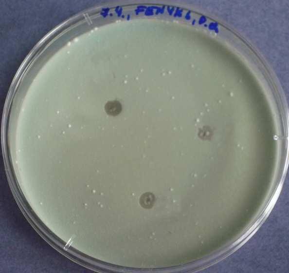 subtilis - pokr. 9) FENYKL - Bacillus subtilis Obr. 9.6.