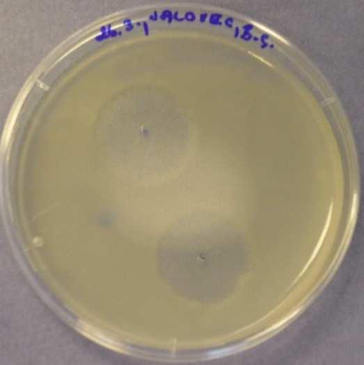 aplikované na Penicillium chrysogenum - ředění